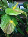 Anthurium Andraeanum
